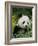 National Zoological Park: Giant Panda-null-Framed Photographic Print