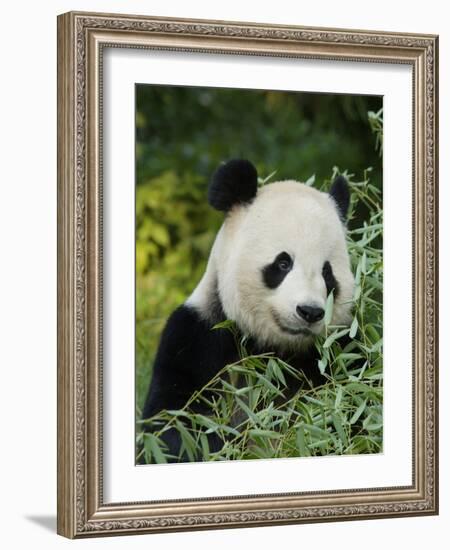 National Zoological Park: Giant Panda-null-Framed Photographic Print