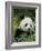 National Zoological Park: Giant Panda-null-Framed Photographic Print