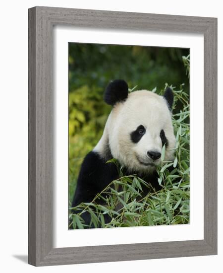 National Zoological Park: Giant Panda-null-Framed Photographic Print