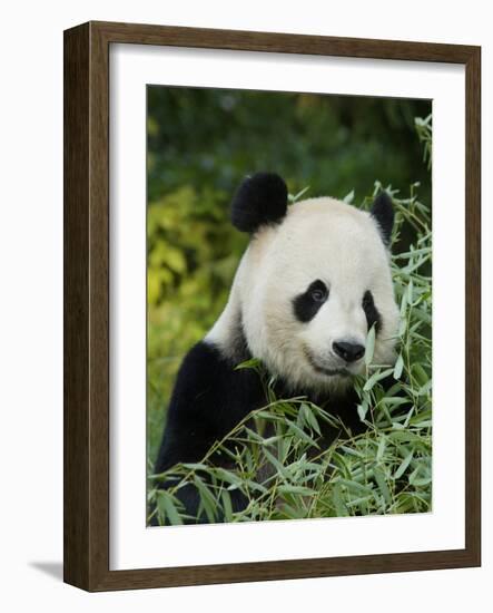 National Zoological Park: Giant Panda-null-Framed Photographic Print