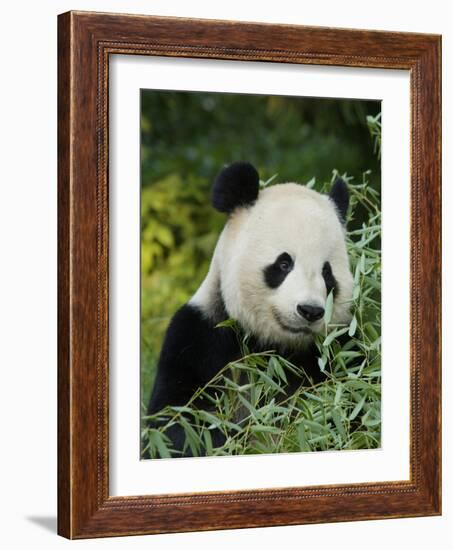 National Zoological Park: Giant Panda-null-Framed Photographic Print