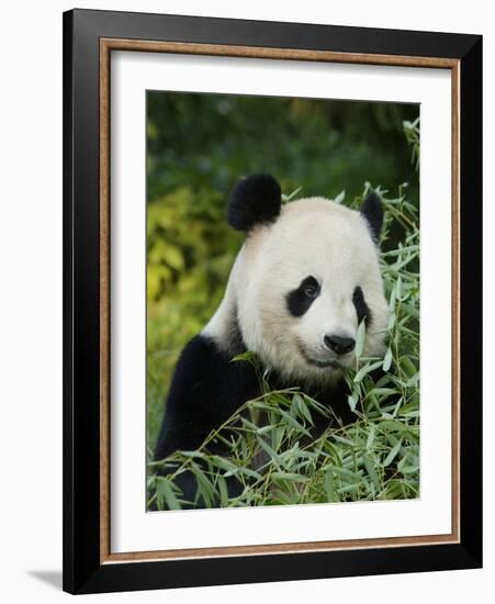 National Zoological Park: Giant Panda-null-Framed Photographic Print