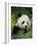 National Zoological Park: Giant Panda-null-Framed Photographic Print