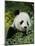 National Zoological Park: Giant Panda-null-Mounted Photographic Print