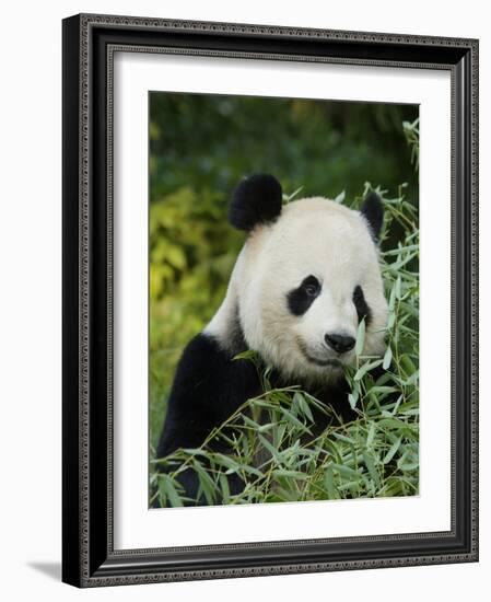 National Zoological Park: Giant Panda-null-Framed Photographic Print