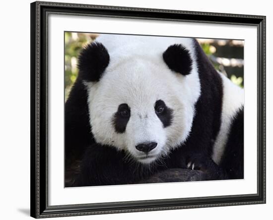 National Zoological Park: Giant Panda--Framed Photographic Print