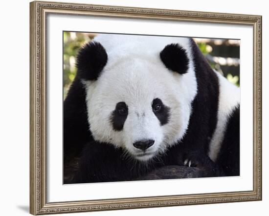 National Zoological Park: Giant Panda--Framed Photographic Print