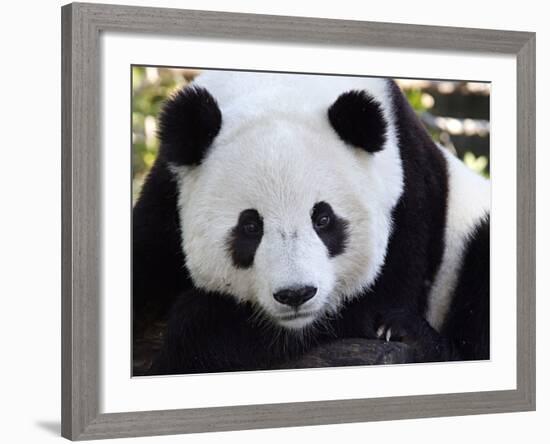 National Zoological Park: Giant Panda-null-Framed Photographic Print