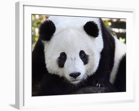 National Zoological Park: Giant Panda--Framed Photographic Print