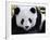 National Zoological Park: Giant Panda-null-Framed Photographic Print