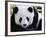 National Zoological Park: Giant Panda-null-Framed Photographic Print