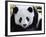 National Zoological Park: Giant Panda-null-Framed Photographic Print