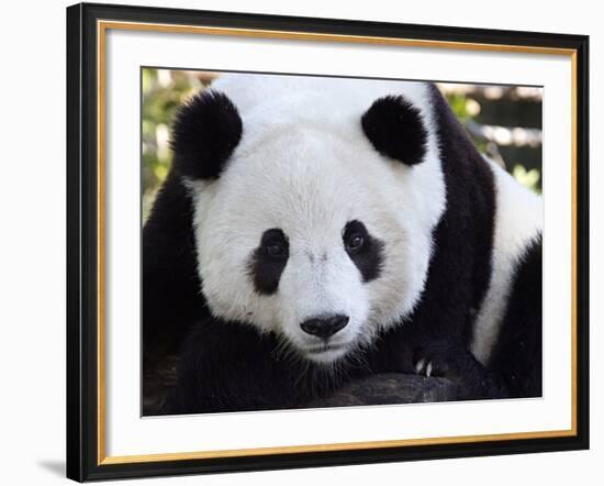 National Zoological Park: Giant Panda--Framed Photographic Print