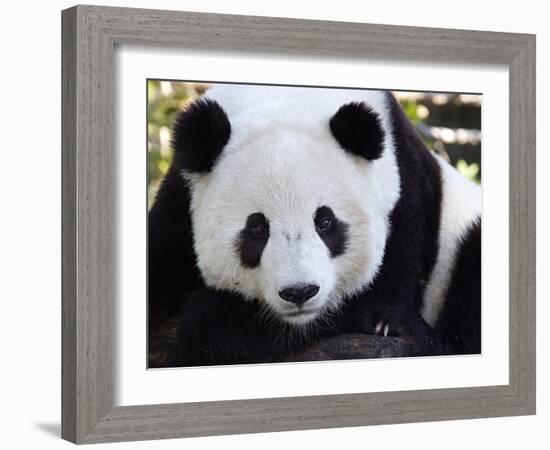 National Zoological Park: Giant Panda-null-Framed Photographic Print