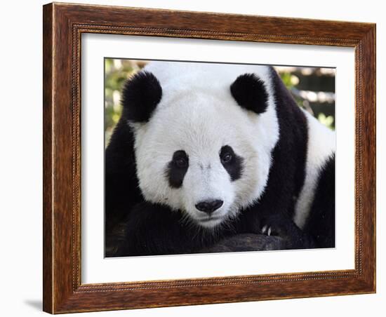 National Zoological Park: Giant Panda-null-Framed Photographic Print