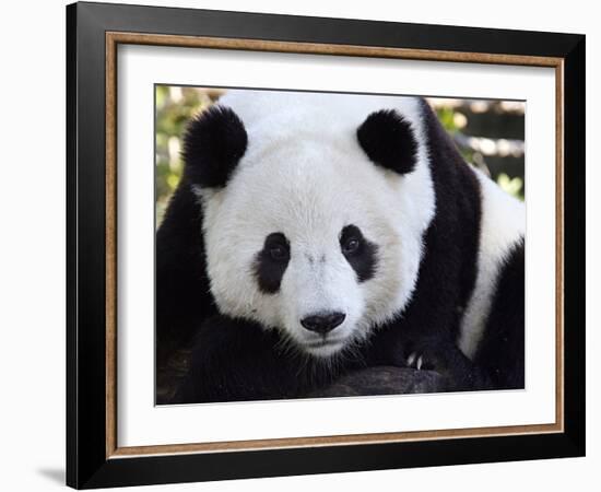 National Zoological Park: Giant Panda-null-Framed Photographic Print