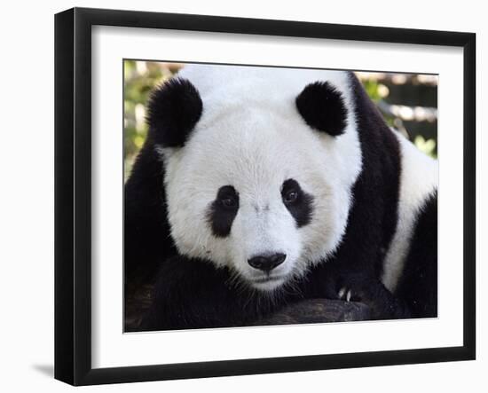 National Zoological Park: Giant Panda-null-Framed Photographic Print
