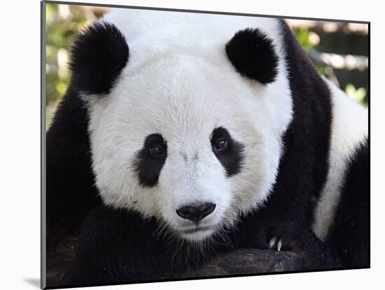 National Zoological Park: Giant Panda-null-Mounted Photographic Print