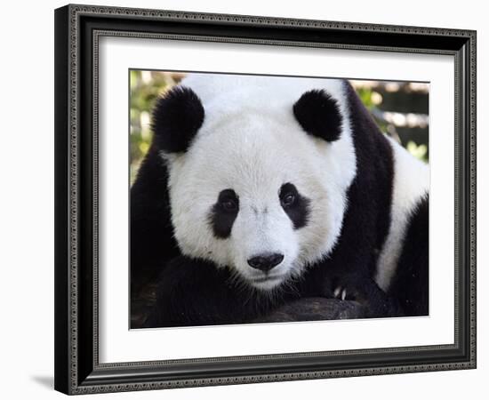 National Zoological Park: Giant Panda-null-Framed Photographic Print