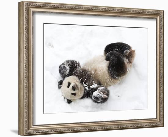 National Zoological Park: Giant Panda-null-Framed Photographic Print