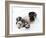 National Zoological Park: Giant Panda-null-Framed Photographic Print