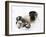 National Zoological Park: Giant Panda-null-Framed Photographic Print