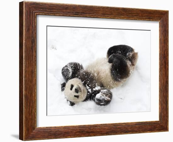 National Zoological Park: Giant Panda-null-Framed Photographic Print