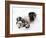 National Zoological Park: Giant Panda-null-Framed Photographic Print