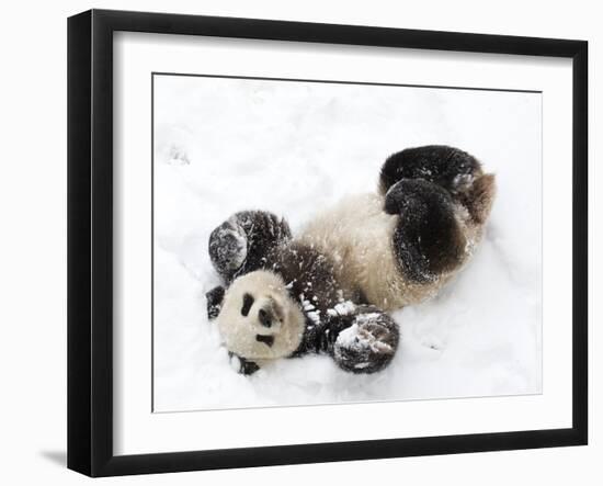 National Zoological Park: Giant Panda-null-Framed Photographic Print