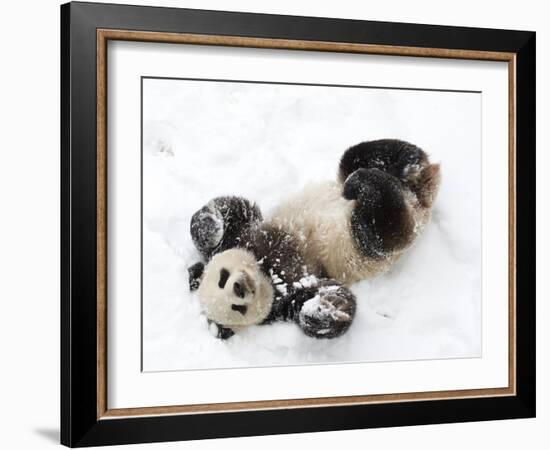 National Zoological Park: Giant Panda-null-Framed Photographic Print