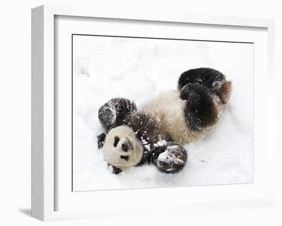 National Zoological Park: Giant Panda-null-Framed Photographic Print