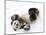 National Zoological Park: Giant Panda-null-Mounted Photographic Print