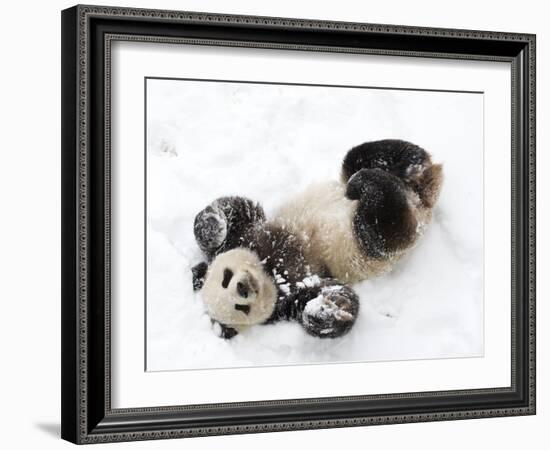 National Zoological Park: Giant Panda-null-Framed Photographic Print