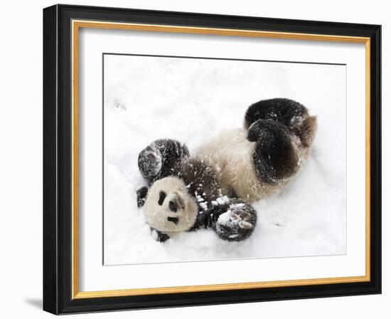 National Zoological Park: Giant Panda-null-Framed Photographic Print