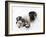 National Zoological Park: Giant Panda-null-Framed Photographic Print