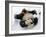 National Zoological Park: Giant Panda-null-Framed Photographic Print