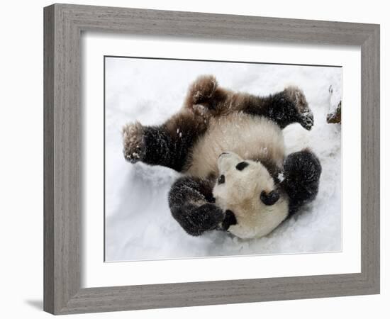 National Zoological Park: Giant Panda-null-Framed Photographic Print