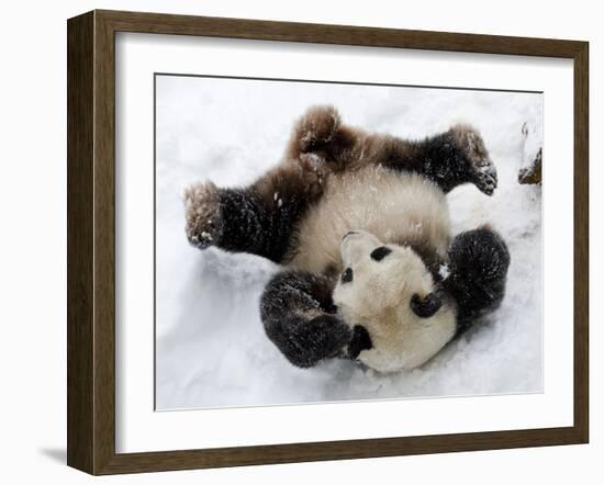 National Zoological Park: Giant Panda--Framed Photographic Print
