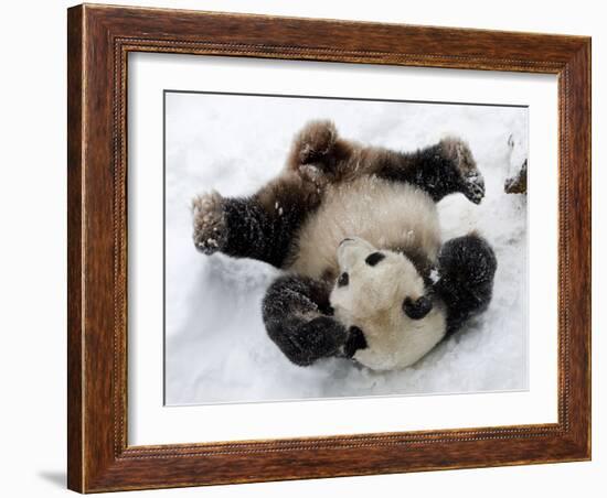 National Zoological Park: Giant Panda--Framed Photographic Print