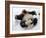 National Zoological Park: Giant Panda-null-Framed Photographic Print