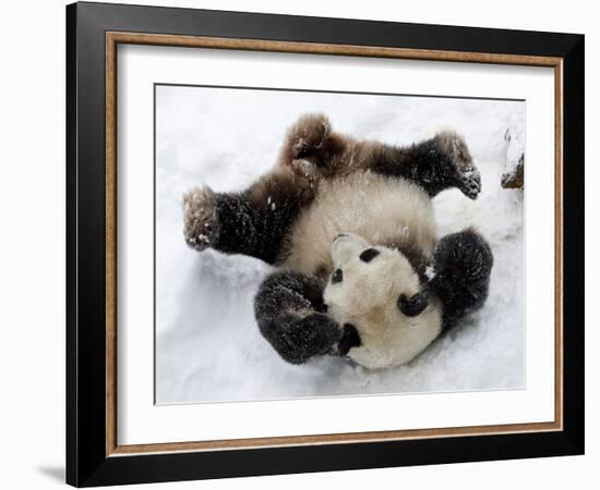 National Zoological Park: Giant Panda-null-Framed Photographic Print