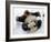 National Zoological Park: Giant Panda-null-Framed Photographic Print