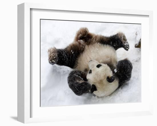 National Zoological Park: Giant Panda-null-Framed Photographic Print