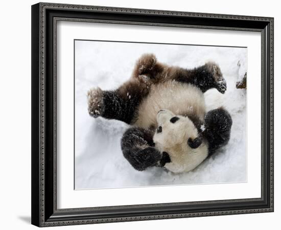 National Zoological Park: Giant Panda-null-Framed Photographic Print