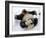 National Zoological Park: Giant Panda-null-Framed Photographic Print