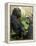 National Zoological Park: Lowland Gorilla-null-Framed Premier Image Canvas