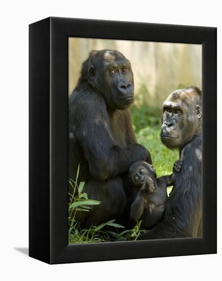 National Zoological Park: Lowland Gorilla-null-Framed Premier Image Canvas