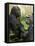 National Zoological Park: Lowland Gorilla-null-Framed Premier Image Canvas