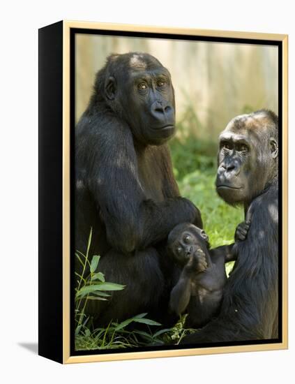 National Zoological Park: Lowland Gorilla-null-Framed Premier Image Canvas